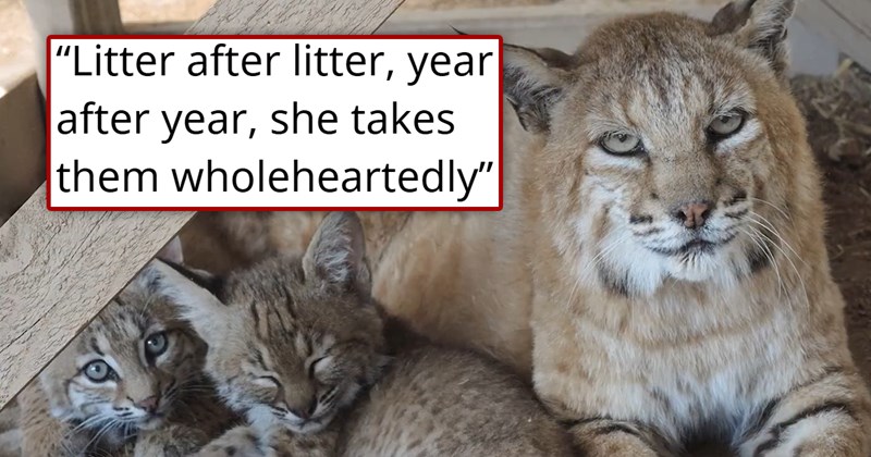 story about a bobcat that cannot be released into the wild becoming a foster mom to other bobcat kittens | thumbnail includes one picture of a bobcat next to bobcat kittens 'litter after litter, year after year, she takes them wholeheartedly'