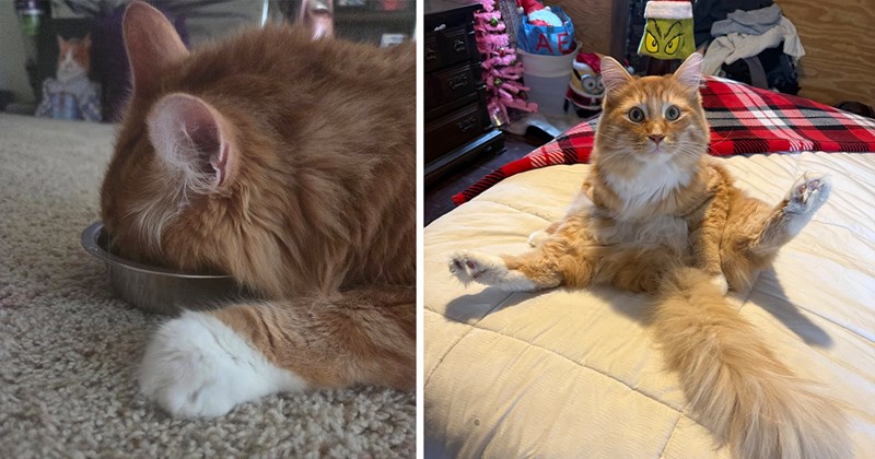 ICHC original pictures of funny orange cats | thumbnail includes two pictures including an orange cat with its legs spread and a ginger cat with its face in the food bowl