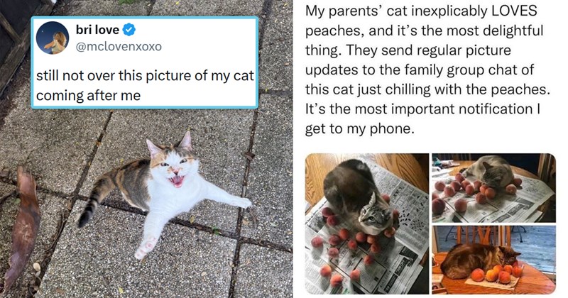 The best tweets memes and stories from ICanHasCheezbuger this week | thumbnail includes one picture of a cat jumping right toward the camera and one tweet 'bri love ❤ @mclovenxoxo still not over this picture of my cat coming after me' and one meme of a cat lying on peaches 'SYTSEN 49 RESERY 6644517 $500 OFF My parents' cat inexplicably LOVES peaches, and it's the most delightful thing. They send regular picture updates to the family group chat of this cat just chilling with the'
