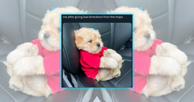 funny puppy memes puppy adorable dogs Doggos - 46272005
