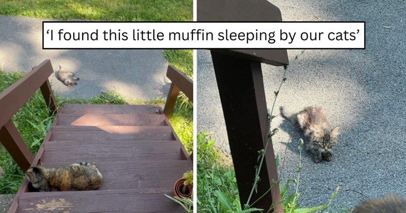 28 pictures of cats and text | thumbnail includes two pictures of a cat and one picture of text including '‘I found this little muffin sleeping by our cats’' 