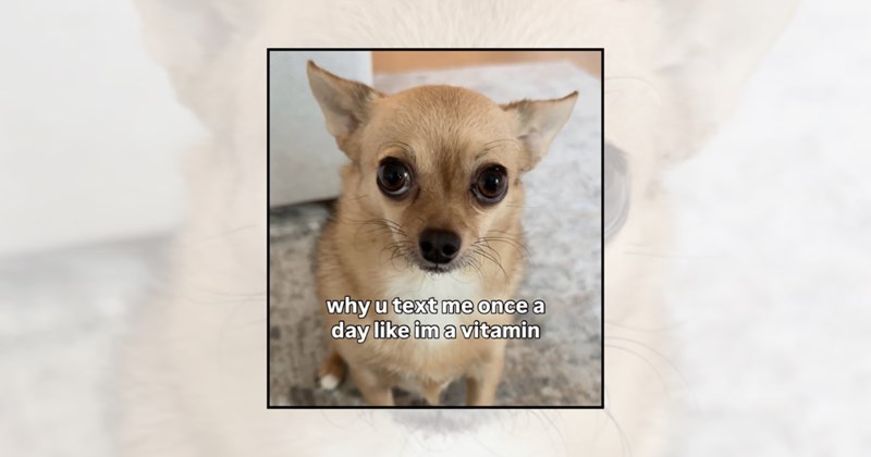 Doggos chihuahua dogs chihuahua memes dog memes wholesome dogs canine humor funny dog memes small dog breed expressive dogs relatable dog memes dog lovers chihuahua humor chihuaha - 46276613