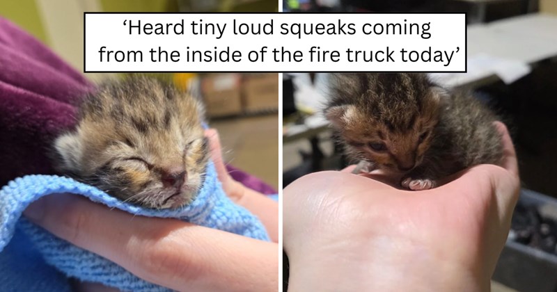 pictures of cats and text | thumbnail includes two pictures of a cat and one picture of text including '‘Heard tiny loud squeaks coming from the inside of the fire truck today’' 