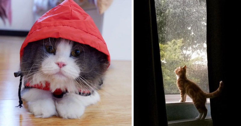 28 cat pictures | thumbnail includes two pictures of cats 