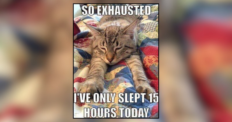 A Nightly Dream of Cat Memes to Whisk You Off to Listless Kitty Sleep
