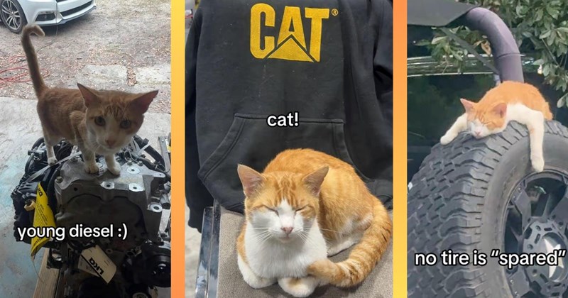 adopt wholesome cat auto shop adoption adorable cats heartwarming cat pictures cars adopted mechanic Cat distribution system Cats Cats - 46283781