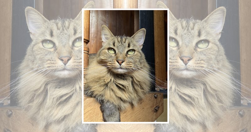 wholesome cats adorable cats cat pictures cute cats funny cats Cats Cats - 46291973