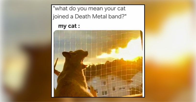 28 cat memes | thumbnail includes one meme and one picture of text including '' 