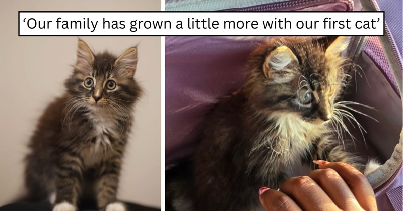 25 pictures of cats and text | thumbnail includes two pictures of a cat and one picture of text including '‘Our family has grown a little more with our first cat’' 