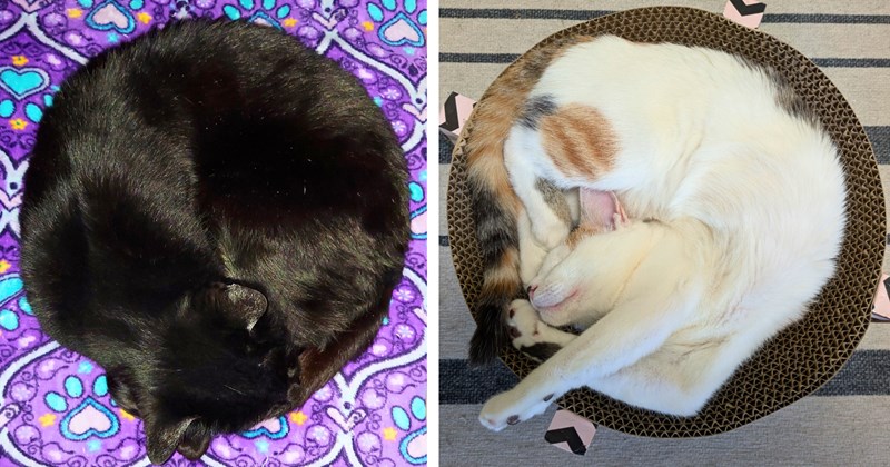 28 cat pictures | thumbnail includes two pictures of cats curled into a circle shape