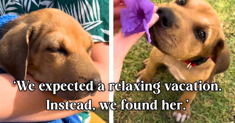 12 puppy and text pictures, 2 cat and text pictures, 2 text pictures | thumbnail includes two pictures of a puppy, and ‘We expected a relaxing vacation. Instead, we found her.’