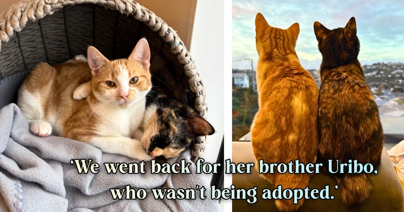 20 text pictures, 8 cat pictures, 1 cats and text picture | thumbnail includes two pictures of cats, and ‘We went back for her brother Uribo, who wasn't being adopted.’