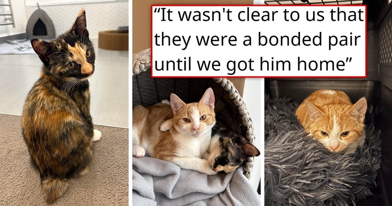 story about a couple adopting a kitten then going back for his sad sibling | thumbnail includes three pictures of a ginger kitten and a calico kitten and two kittens cuddling 'It wasn't clear to us that they were a bonded pair until we got him home'