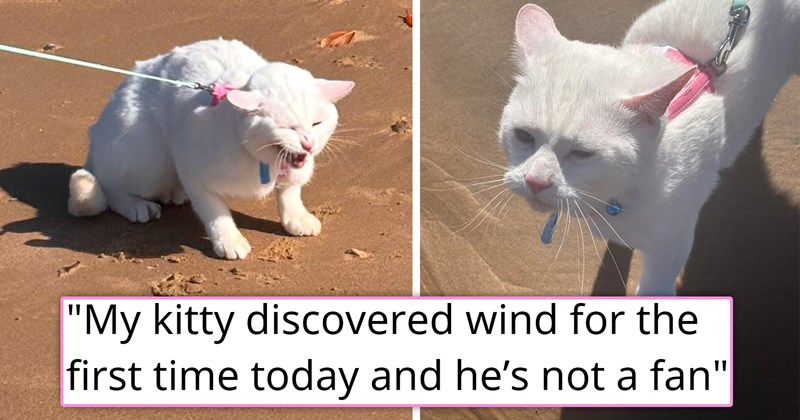 story about a deaf cat experiencing wind for the first time, hating it and going viral | thumbnail includes two pictures of a white cat on the beach wincing 'My kitty discovered wind for the first time today and he’s not a fan'