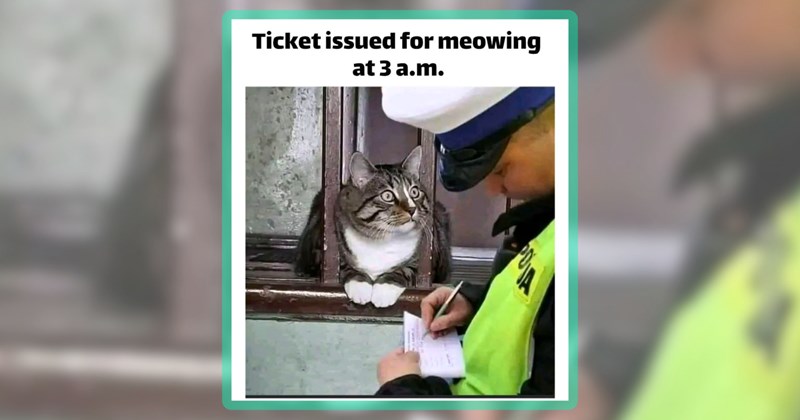 29 cat memes | thumbnail includes one meme including 'Ticket issued for meowing at 3 a.m.'