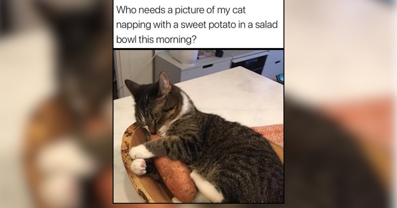 24 Sunny Smiling Kitties for When the World Feels a Little Too Loud