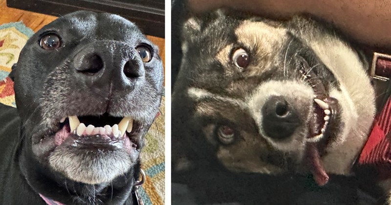 29 dog pictures | thumbnail includes two pictures of dogs