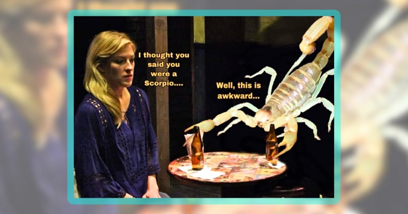 28 animal memes | thumbnail includes one meme including 'I thought you said you were a Scorpio.... Well, this is awkward...'