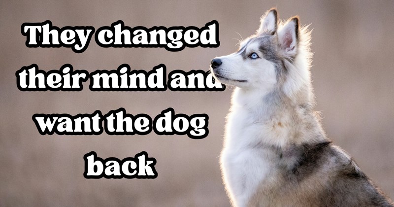 dogs adoption pets husky dog owner doggo huskies family dog adoption Doggos - 46308869