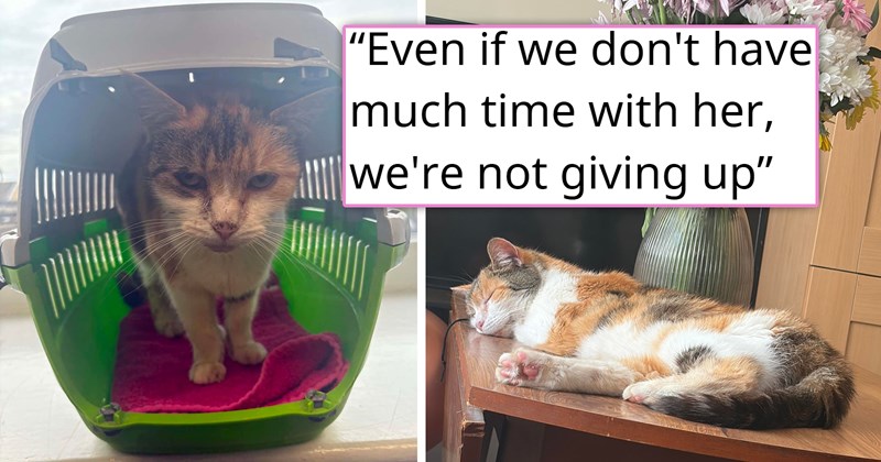 story about someone who had to give their cat away years ago reuniting with them and the cat recognizing them | thumbnail includes two pictures of a dirty cat in a carrier and a happy cat in the sun 'Even if we don't have much time with her, we're not giving up'