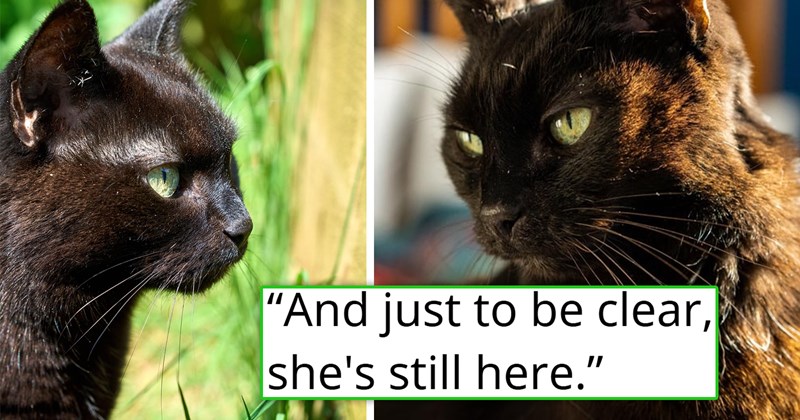 story about someone getting a bad diagnosis about their cat and the cat living many years later | thumbnail includes two pictures of a black cat 'And just to be clear. She's still here.'