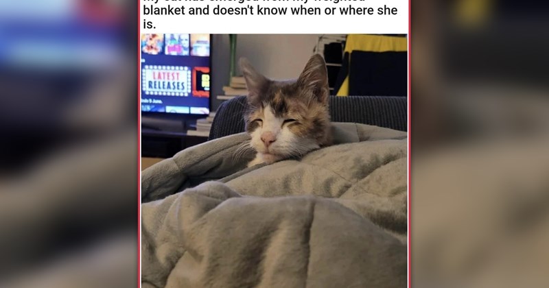 funny and wholesome cat memes | thumbnail includes one meme of a sleepy cat covered in blankets 'My cat has emerged from my weighted blanket and doesn't know when or where she is'