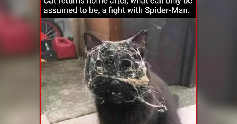 funny and wholesome cat memes | thumbnail includes one meme of a black cat covered in spider webs 'Cat returns home after, what can only be assumed to be, a fight with Spider-Man.'