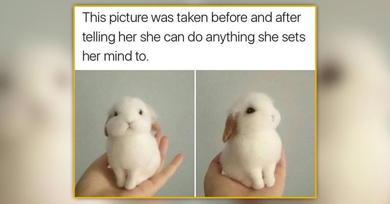 funny and wholesome animal memes | thumbnail includes one meme of a small white bunny in someone's hand '@LorynBrantz This picture was taken before and after telling her she can do anything she sets her mind to.'