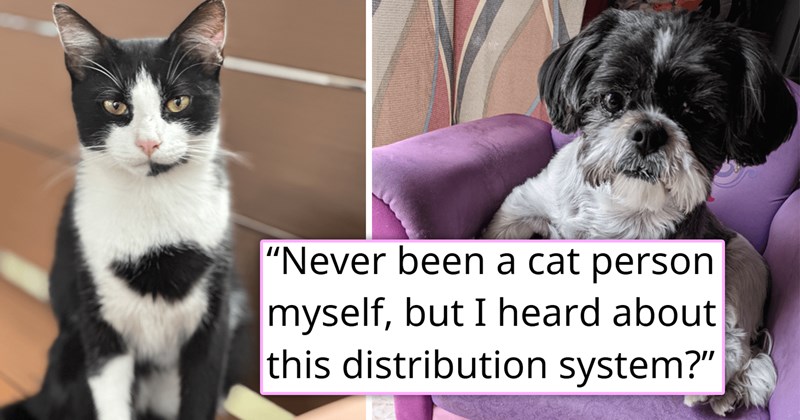 story about someone who lost their dog adopting a cat who looks just like him | thumbnail includes two pictures including a black and white cat and a similar dog 'Never been a cat person myself, but I heard about this distribution system?'