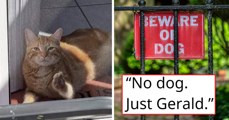 story about a neighbor putting up a "beware of dog" sign even though he only has a small ginger cat | thumbnail includes two pictures including a grumpy orange cat and a sign on a fence 'No dog. Just Gerald'