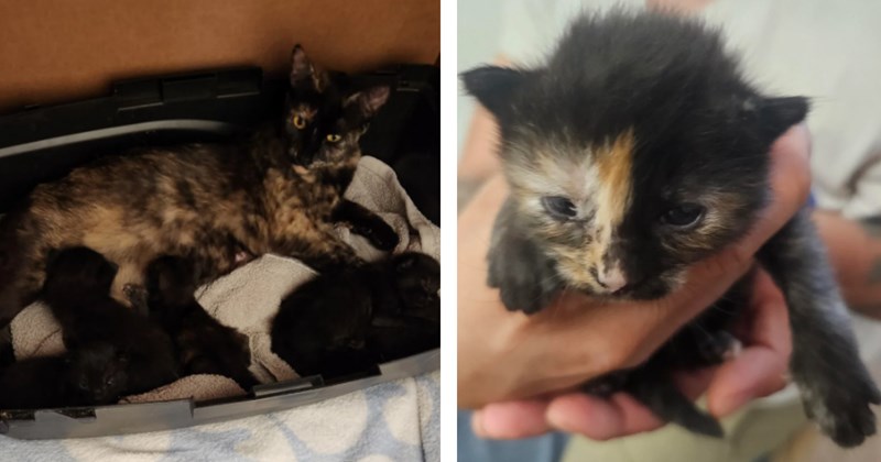 Man saves the lives of mama stray and her 5 kittens from the 100 degree weather outside, a summer miracle that they were found in the bushes