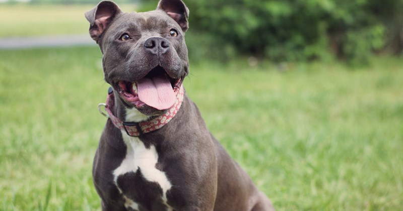 'Already stressed about adding a newborn': Rescue dog with territorial issues making life harder for newly wed couple and their kittens, they question whether rehoming is the right decision
