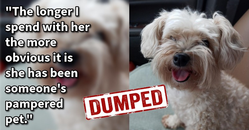 Senior dog dumped like trash roadside turns out lost dog who was stolen dumped, but thanks dog lover’s rescue she was heartwarmingly reunited her family:‘She has had dog since she was 6 she was crying mess last night.’ | thumbnail includes one image which shows fluffy white dog smiling sitting in car seat ‘“The longer I spend with her the more obvious it is she has been someone’s pampered pet.”’ ‘DUMPED’