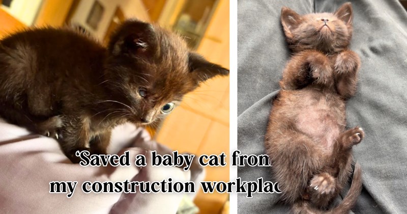 5 kitten pictures, 11 text pictures | thumbnail includes two pictures of a kitten, and ‘Saved a baby cat from my construction workplace.’