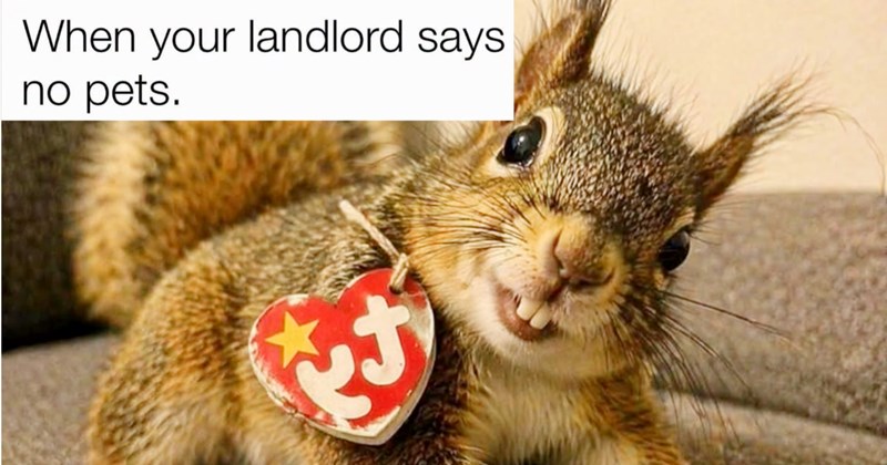 29 Adorable Animal Memes Make your Heart Melt Like Soft Serve in Summer Sun | thumbnail includes one image which shows a smiling squirrel on all fours with a ty badge around its neck on a couch ‘When your landlord says no pets.’
