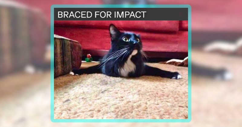 25 cat memes | thumbnail includes one meme including 'BRACED FOR IMPACT'
