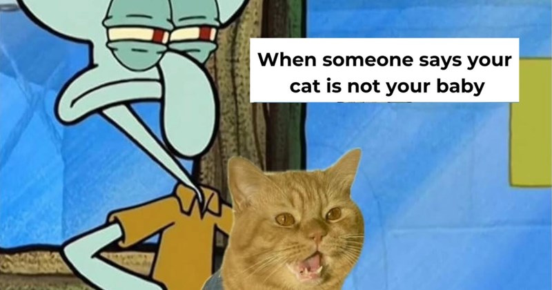 27 Zesty Orange Cat Memes put some Zip, Pop Pep in Your Step | thumbnail includes one image which shows squidward squinting in disagreement and an orange cat with mouth open ‘When someone says your cat is not your baby’