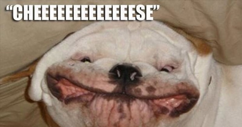 27 Heartwarming Animal Memes Warm Your Soul When Frozen from AC (August 10, 2026) | thumbnail includes one image which shows a white bulldog with scrunched up face ‘“CHEEEEEEEEEEESE”’