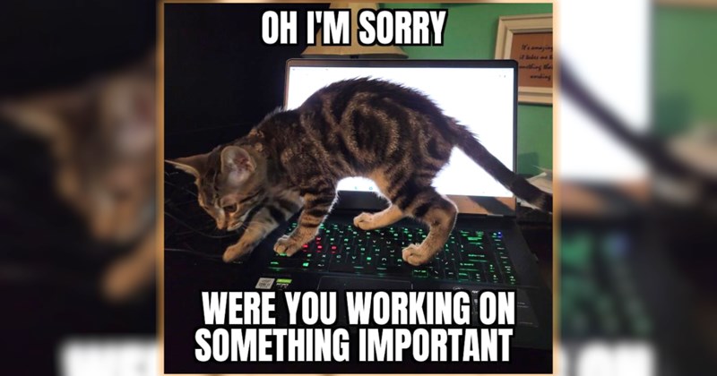wholesome hilarious funny memes purrfect Memes cute cats funny cats feline hissterical funny felines Cats funny animals pawdorable cat memes Cats - 46324997