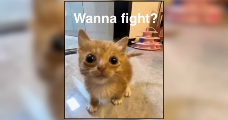 20 Unhinged Little Meowers With Midnight Zoomies (August 5, 2026)