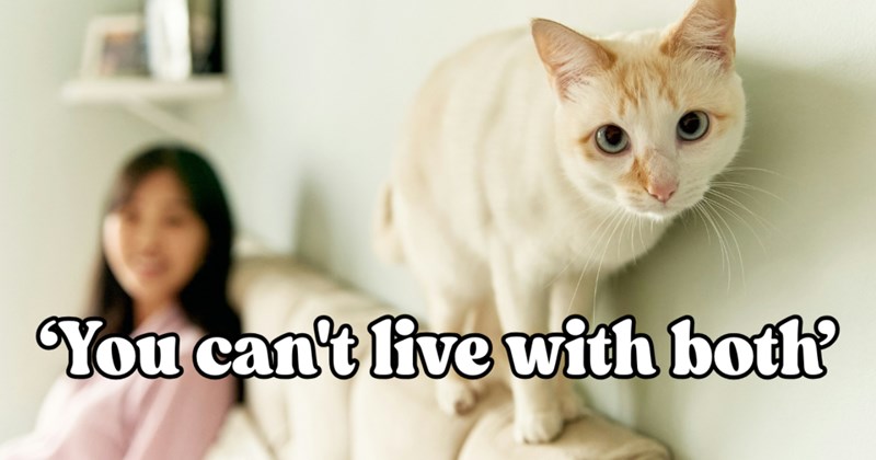 Story of long-distance marriage in trouble because of wife's cat allergies | Thumbnail includes one picture of a Woman sitting on a couch after an allergy attack behind cat including ''You can't live with both''