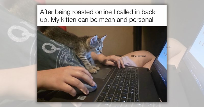 24 cat memes | Thumbnail includes one meme including 'After being roasted online I called in back up. My kitten can be mean and personal @the_pizzacat B'