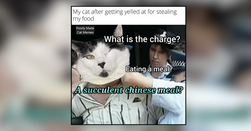 26 cat memes | thumbnail includes one meme and one picture of text including 'My cat after getting yelled at for stealing my food What is the charge? Eating a meal? A succulent chinese meal?' 