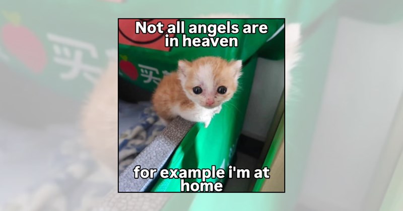 funny kittens tiny cats adorable kittens soft kitten memes wholesome cat memes cute kittens wholesome kittens kitten memes cat memes baby cats cat lovers Cats - 46329605