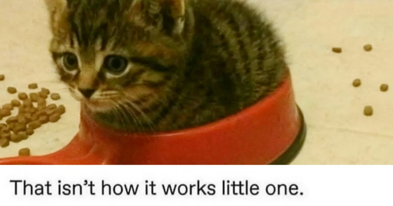 29 Witty Kitty Memes to Make the Misery of Meownday Melt Away | thumbnail includes one image which shows a tabby kitten sitting in a food bowl with dry food on the floor next to it ‘That isn’t how it works little one.’