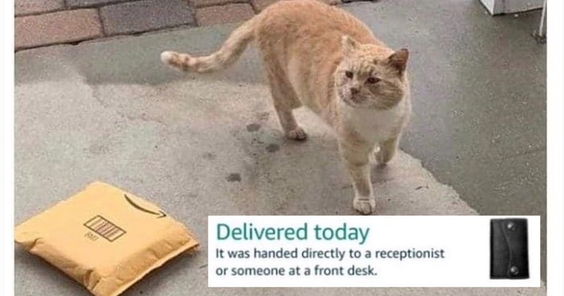 28 Pawfessional Felines Who’ve Purrfected Art Doing Little as Possible Still Getting Paid | thumbnail includes one image which shows an orange cat walking next to an amazon parcel on a porch ‘Delivered today’ ‘It was handed directly to a receptionist or someone at a front desk.’