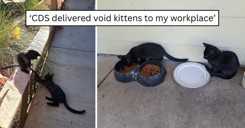 26 pictures of cats and text | thumbnail includes two pictures of cats and one picture of text including '‘CDS delivered void kittens to my workplace’' 