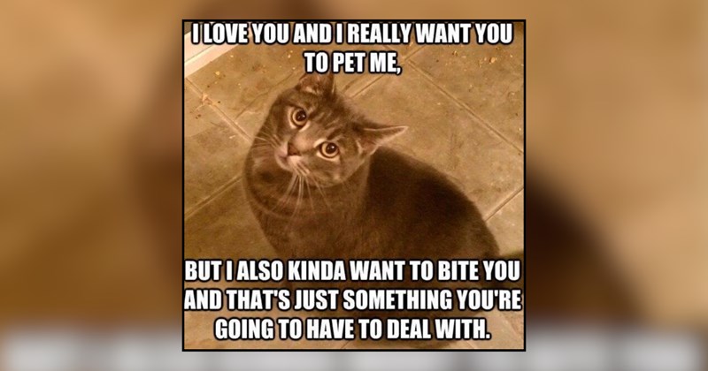 27 cat memes | thumbnail includes one meme and one picture of text including 'I LOVE YOU AND I REALLY WANT YOU TO PET ME, BUT I ALSO KINDA WANT TO BITE YOU AND THAT'S JUST SOMETHING YOU'RE GOING TO HAVE TO DEAL WITH.'
