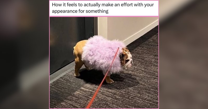 20+ Wholesome Doggo Memes For Pet Lovers in Need of a Smile
