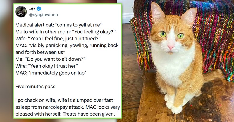 stories about medical alert cats saving lives | thumbnail includes one picture of an orange and white cat on a colorful blanket and one tweet '@ayogiovanna Medical alert cat: *comes to yell at me* Me to wife in other room: "You feeling okay?" Wife: "Yeah I feel fine, just a bit tired?" MAC: *visibly panicking, yowling, running back and forth between us* Me: "Do you want to sit down?" Wife: "Yeah okay I trust her" MAC: *immediately goes on lap* Five minutes pass I go check on wife'